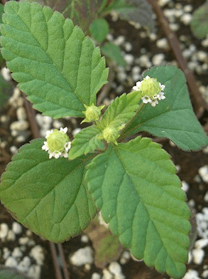 Aztec Sweet Herb