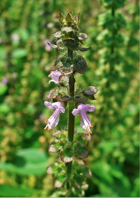 Bazylia Cytrynowa