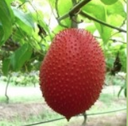 Gac Fruit