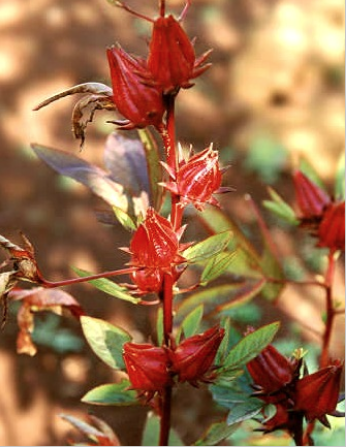 Hibiskus