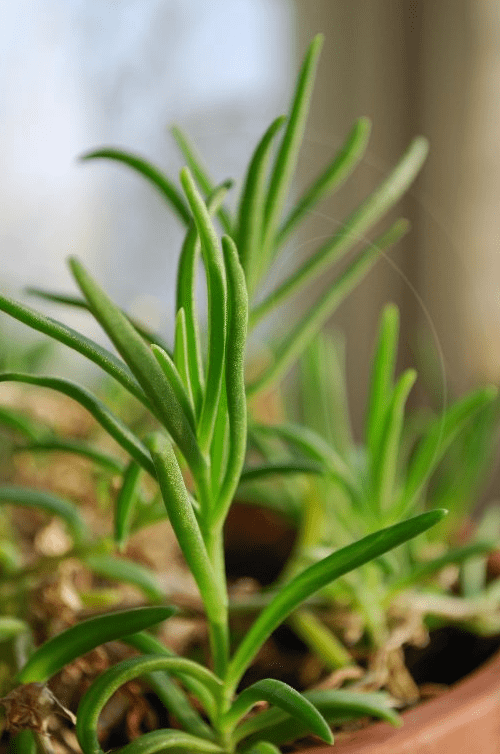 Ice Plant