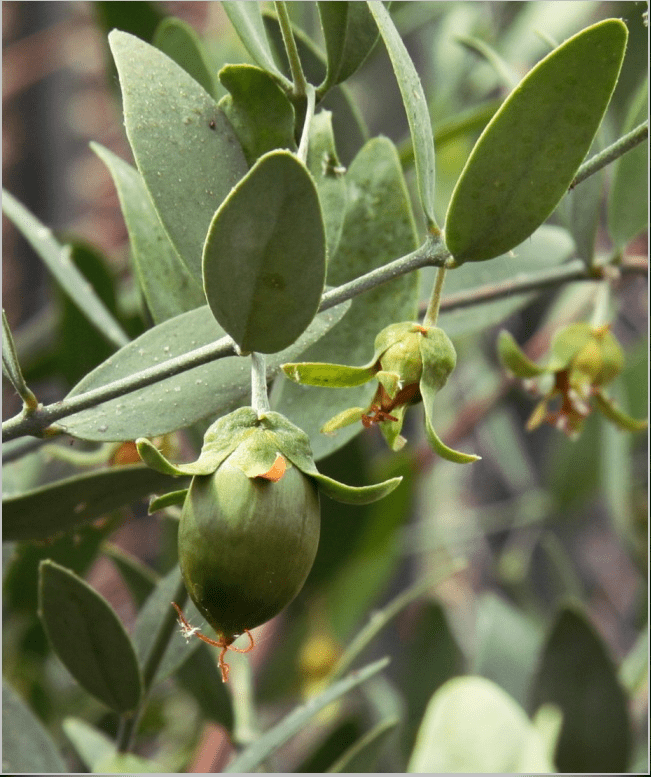 Jojoba