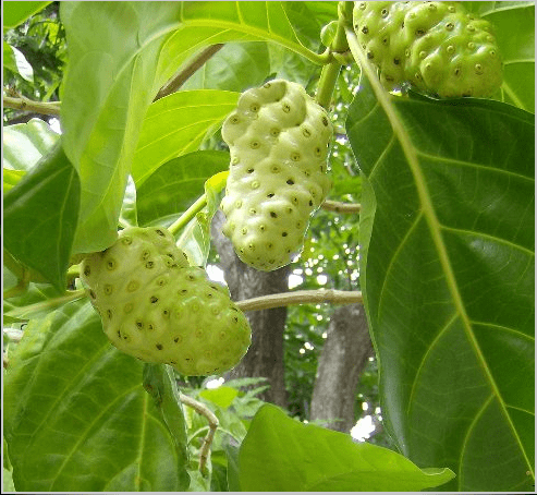 Noni