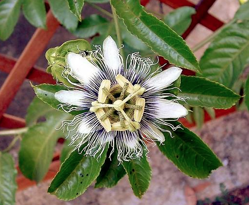 Passiflora