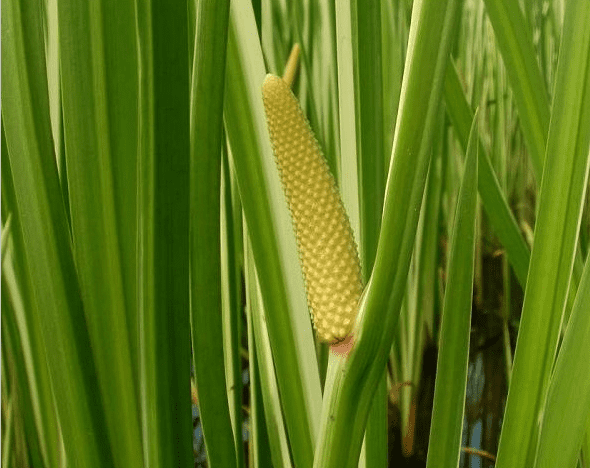 Tatarak zwyczajny