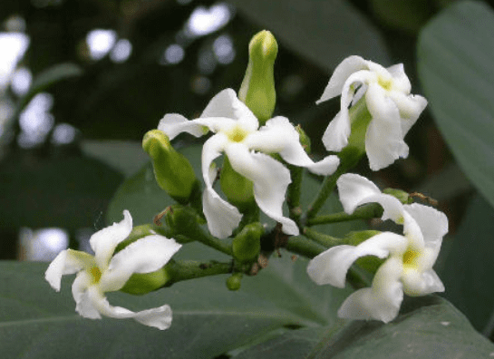 Voacanga Africana