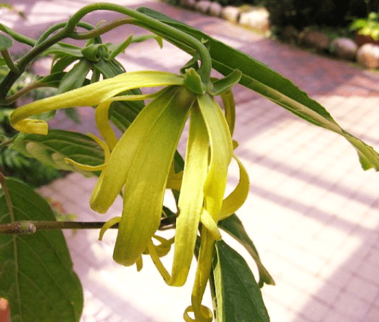 Ylang-Ylang