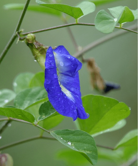 Klitoria Ternateńska