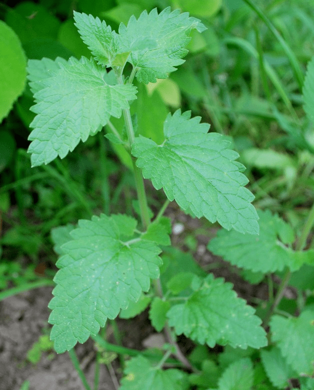 Kocimiętka cytrynowa