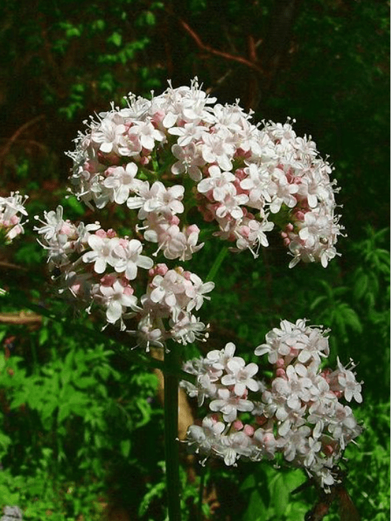 Kozłek lekarski