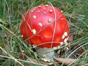 mushroom-658390_1280