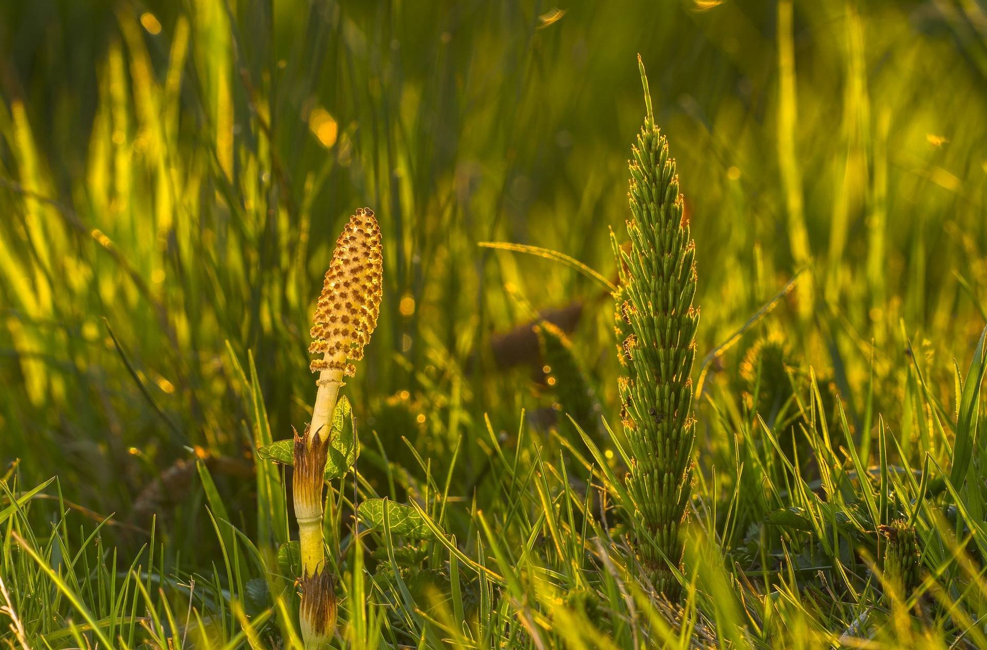 Хвощи растут. Хвощ полевой (Equisetum arvense). Хвощ полевой Equisetum arvense l.. Xvosh Polevoy. Хвощ полевой ГФ.