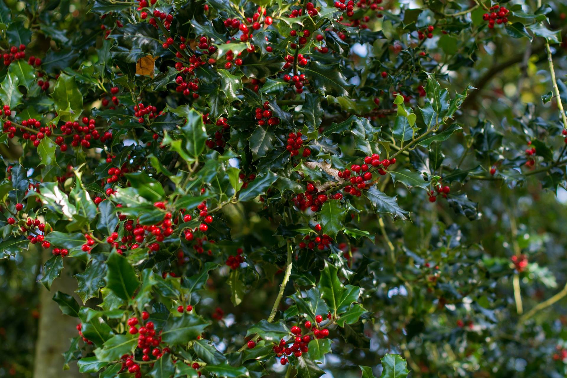 Holly tree