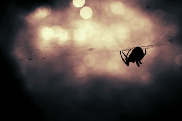 znaczenie pająków
